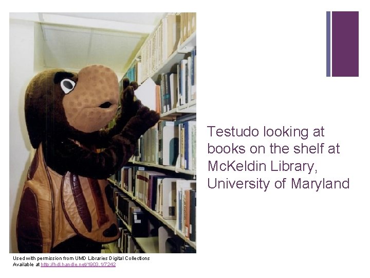 + Testudo looking at books on the shelf at Mc. Keldin Library, University of