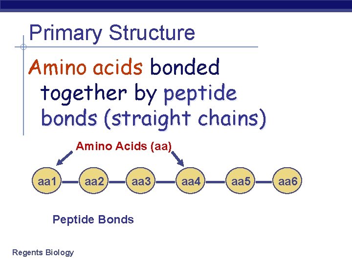 Primary Structure Amino acids bonded together by peptide bonds (straight chains) Amino Acids (aa)