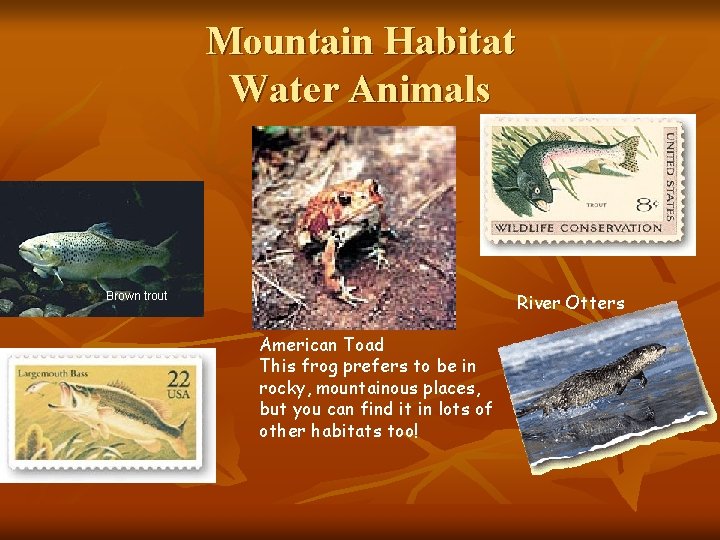 Mountain Habitat Water Animals River Otters Brown trout American Toad This frog prefers to