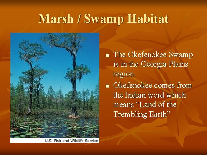 Marsh / Swamp Habitat n n The Okefenokee Swamp is in the Georgia Plains