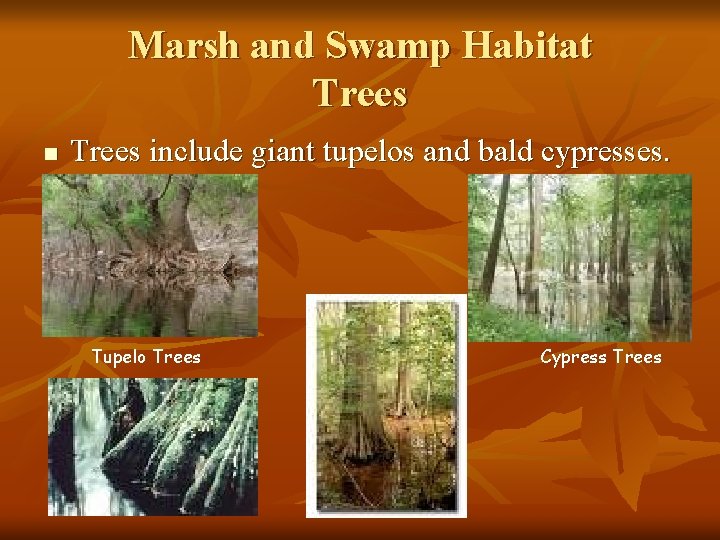 Marsh and Swamp Habitat Trees n Trees include giant tupelos and bald cypresses. Tupelo