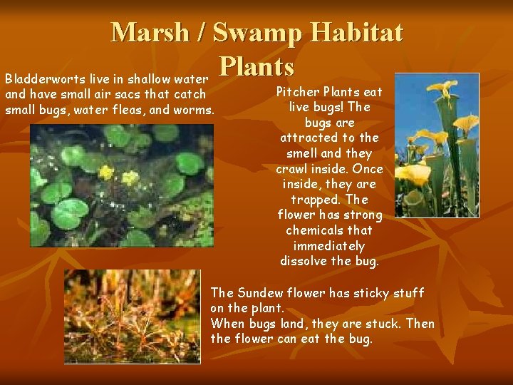 Marsh / Swamp Habitat Plants Bladderworts live in shallow water and have small air