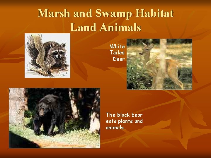 Marsh and Swamp Habitat Land Animals White Tailed Deer The black bear eats plants