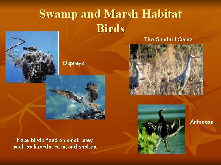 Swamp and Marsh Habitat Birds The Sandhill Crane Ospreys Anhingas These birds feed on
