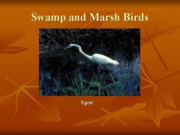 Swamp and Marsh Birds Egret 