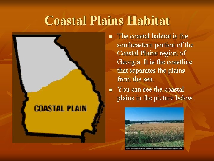 Coastal Plains Habitat n n The coastal habitat is the southeastern portion of the