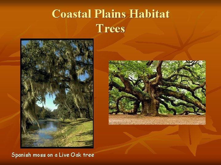 Coastal Plains Habitat Trees Spanish moss on a Live Oak tree 
