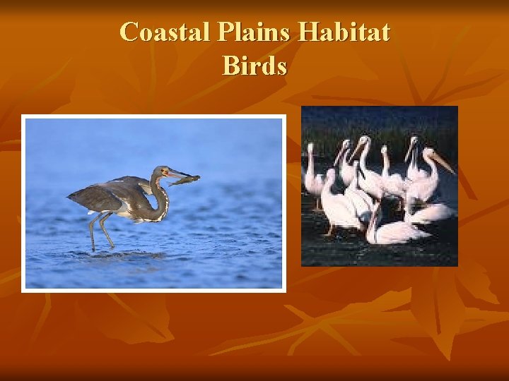 Coastal Plains Habitat Birds 