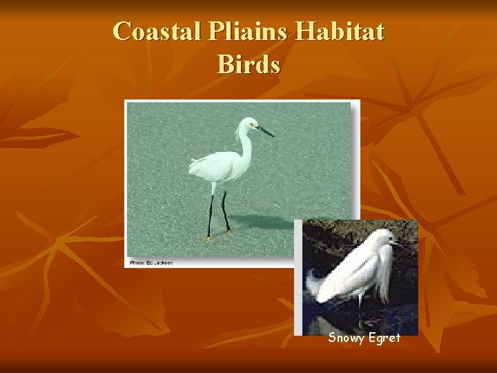 Coastal Pliains Habitat Birds Snowy Egret 