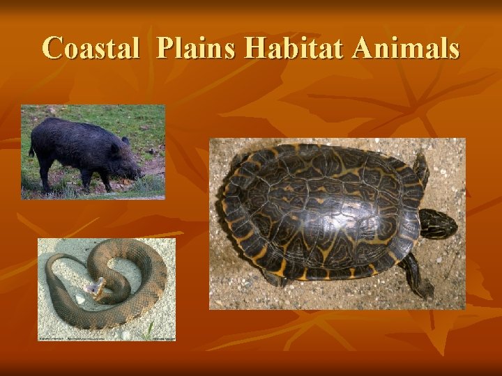 Coastal Plains Habitat Animals 