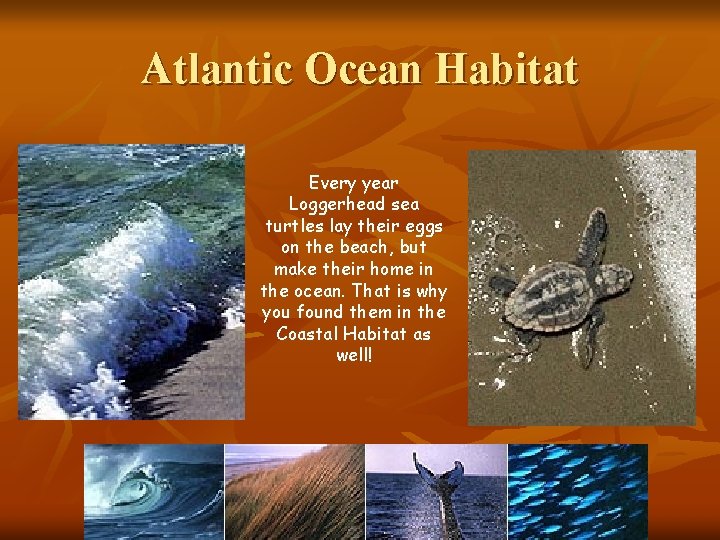 Atlantic Ocean Habitat Every year Loggerhead sea turtles lay their eggs on the beach,