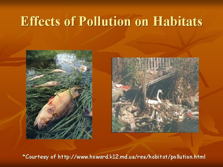 Effects of Pollution on Habitats *Courtesy of http: //www. howard. k 12. md. us/res/habitat/pollution.