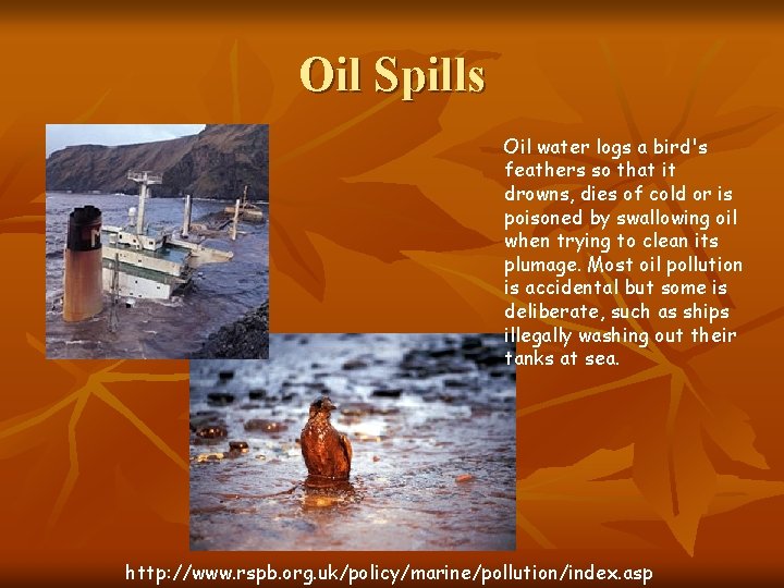 Oil Spills Oil water logs a bird's feathers so that it drowns, dies of