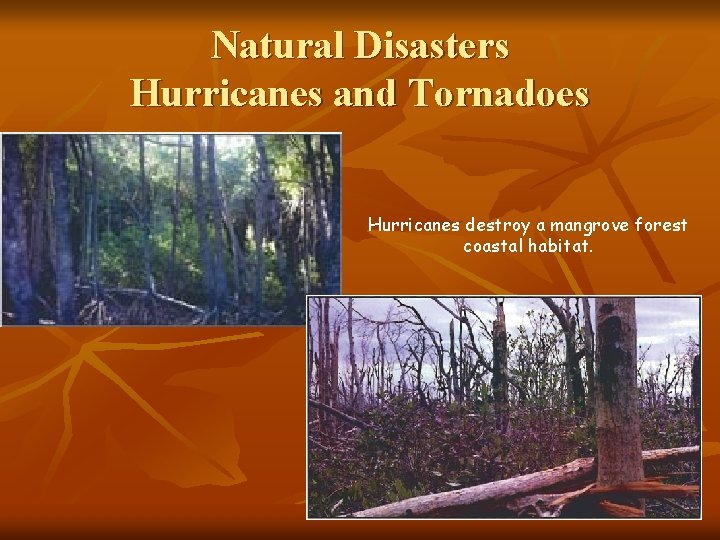 Natural Disasters Hurricanes and Tornadoes Hurricanes destroy a mangrove forest coastal habitat. 