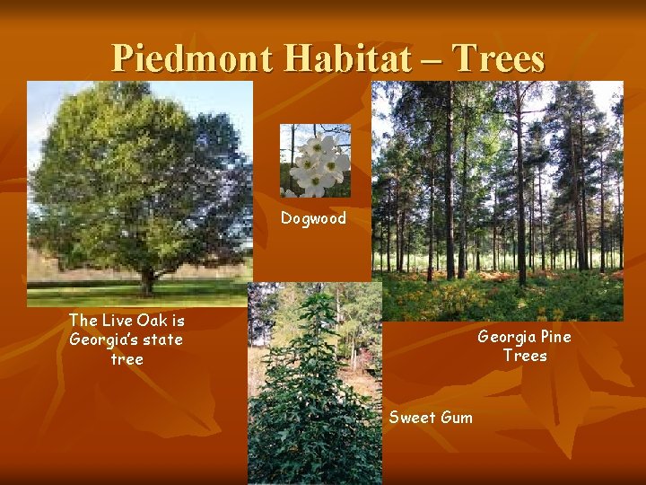 Piedmont Habitat – Trees Dogwood The Live Oak is Georgia’s state tree Georgia Pine