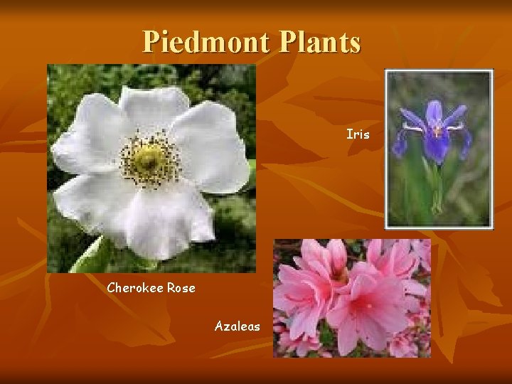 Piedmont Plants Iris Cherokee Rose Azaleas 