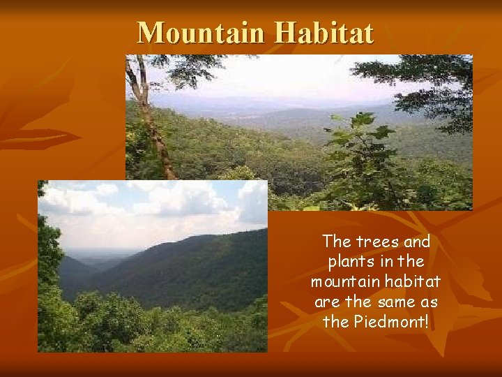 Mountain Habitat The trees and plants in the mountain habitat are the same as