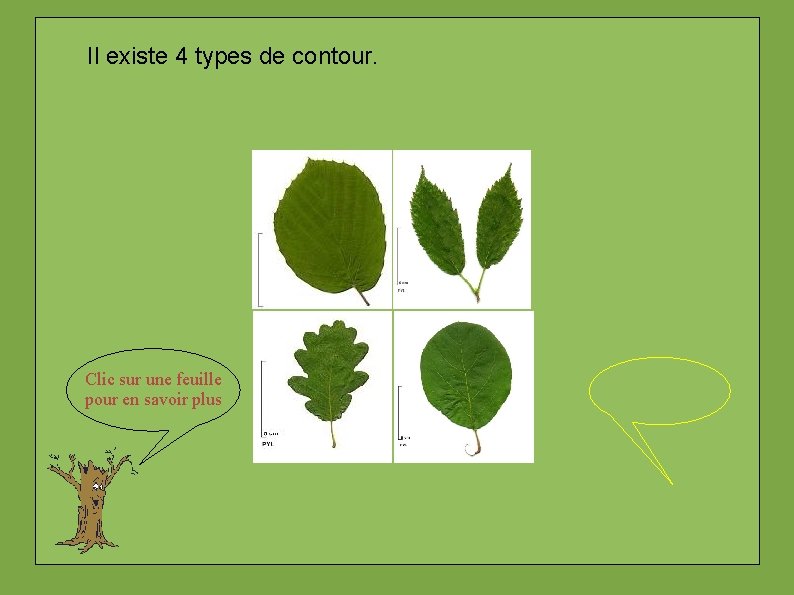 Il existe 4 types de contour. Clic sur une feuille pour en savoir plus