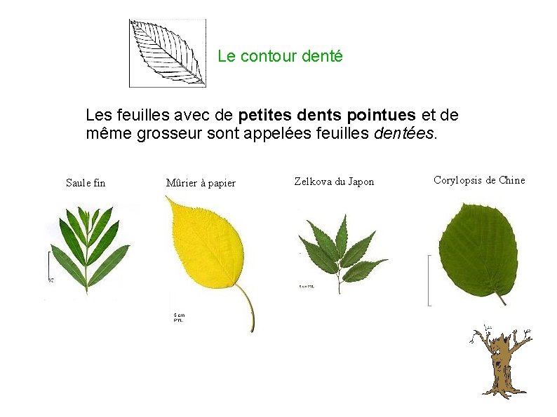 Le contour denté Les feuilles avec de petites dents pointues et de même grosseur