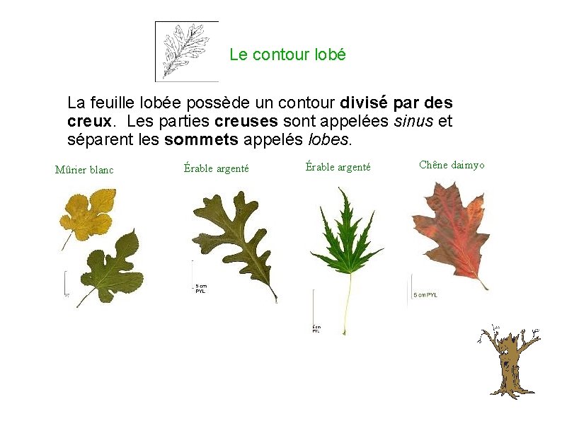 Le contour lobé La feuille lobée possède un contour divisé par des creux. Les