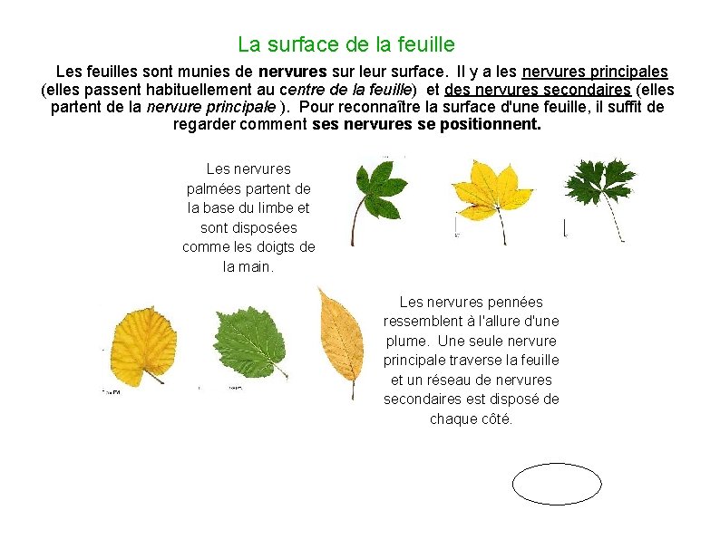 La surface de la feuille Les feuilles sont munies de nervures sur leur surface.