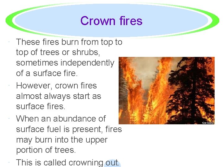 Crown fires · These fires burn from top to top of trees or shrubs,