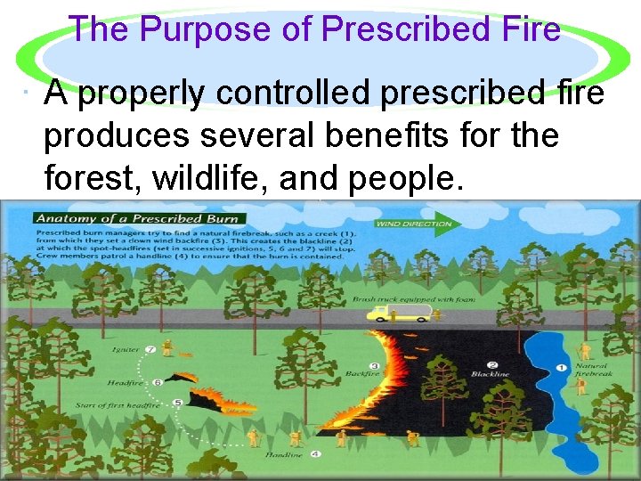 The Purpose of Prescribed Fire · A properly controlled prescribed fire produces several benefits