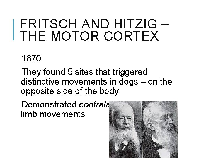 FRITSCH AND HITZIG – THE MOTOR CORTEX 1870 They found 5 sites that triggered
