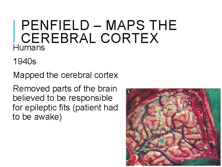PENFIELD – MAPS THE CEREBRAL CORTEX Humans 1940 s Mapped the cerebral cortex Removed