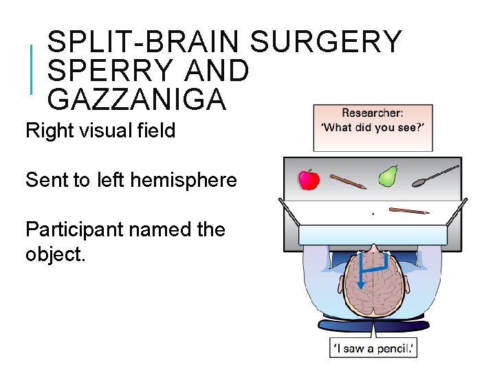 SPLIT-BRAIN SURGERY SPERRY AND GAZZANIGA Right visual field Sent to left hemisphere Participant named