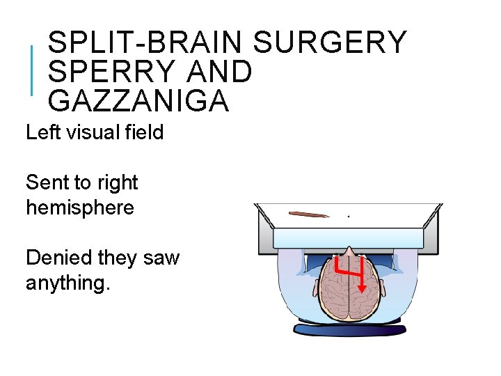 SPLIT-BRAIN SURGERY SPERRY AND GAZZANIGA Left visual field Sent to right hemisphere Denied they