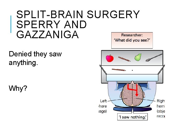 SPLIT-BRAIN SURGERY SPERRY AND GAZZANIGA Denied they saw anything. Why? 