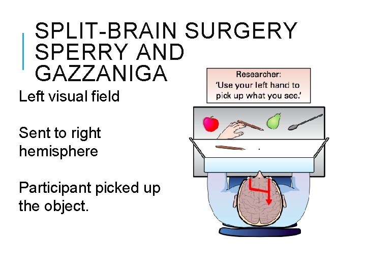 SPLIT-BRAIN SURGERY SPERRY AND GAZZANIGA Left visual field Sent to right hemisphere Participant picked