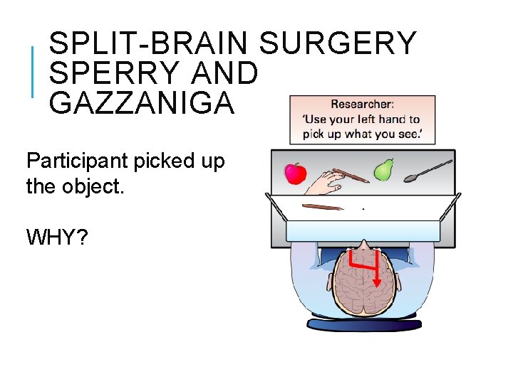 SPLIT-BRAIN SURGERY SPERRY AND GAZZANIGA Participant picked up the object. WHY? 