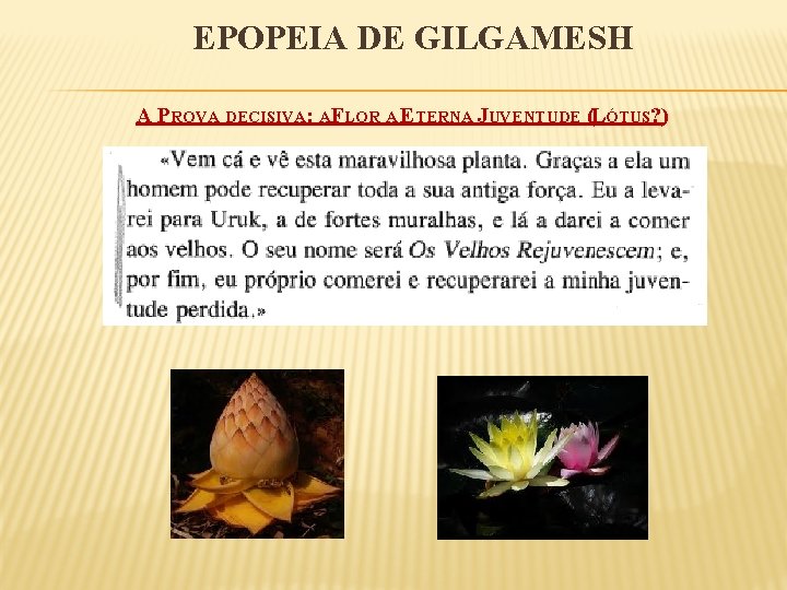 EPOPEIA DE GILGAMESH A PROVA DECISIVA: AFLOR A ETERNA JUVENTUDE (LÓTUS? ) 