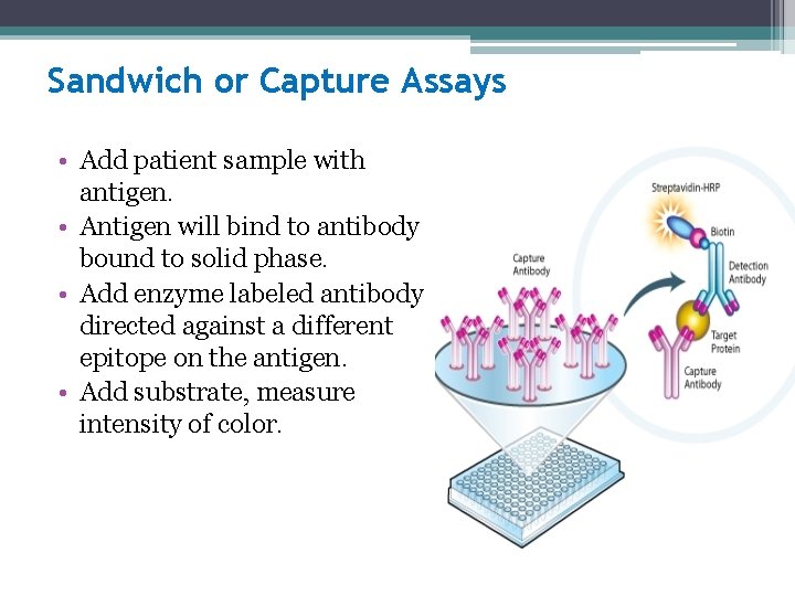 Sandwich or Capture Assays • Add patient sample with antigen. • Antigen will bind