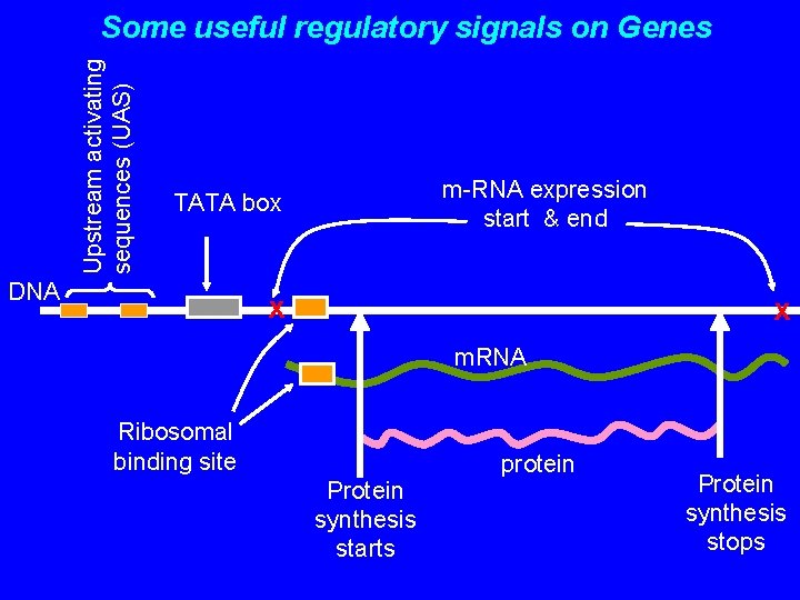 Upstream activating sequences (UAS) Some useful regulatory signals on Genes m-RNA expression start &