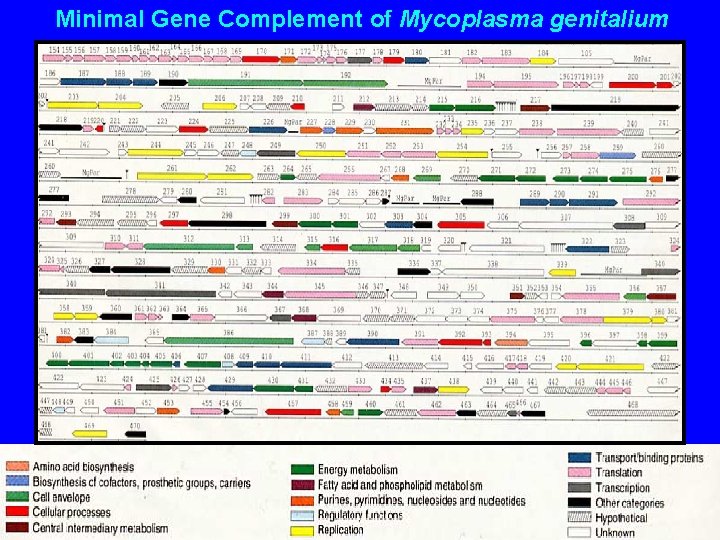 Minimal Gene Complement of Mycoplasma genitalium 