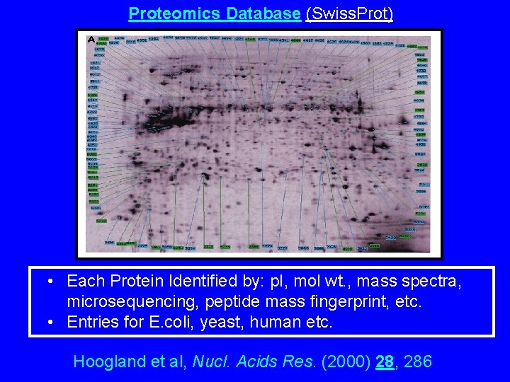 Proteomics Database (Swiss. Prot) • Each Protein Identified by: p. I, mol wt. ,