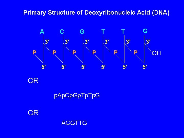 Primary Structure of Deoxyribonucleic Acid (DNA) A C 3’ P G 3’ P 5’