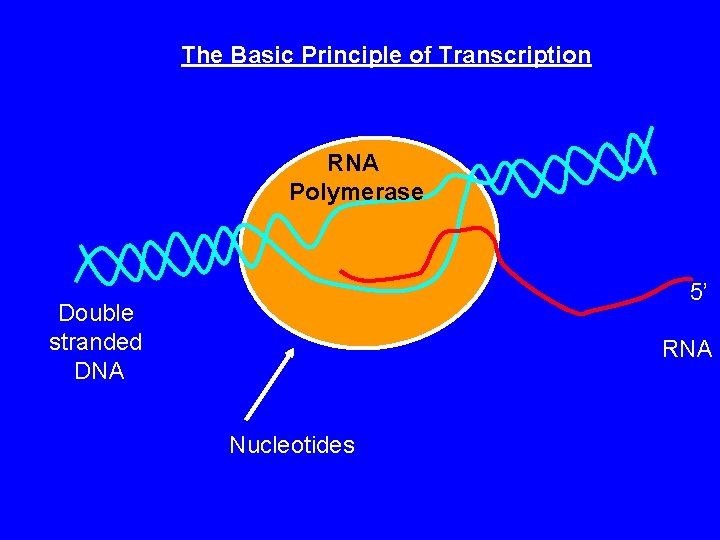 The Basic Principle of Transcription RNA Polymerase 5’ Double stranded DNA RNA Nucleotides 