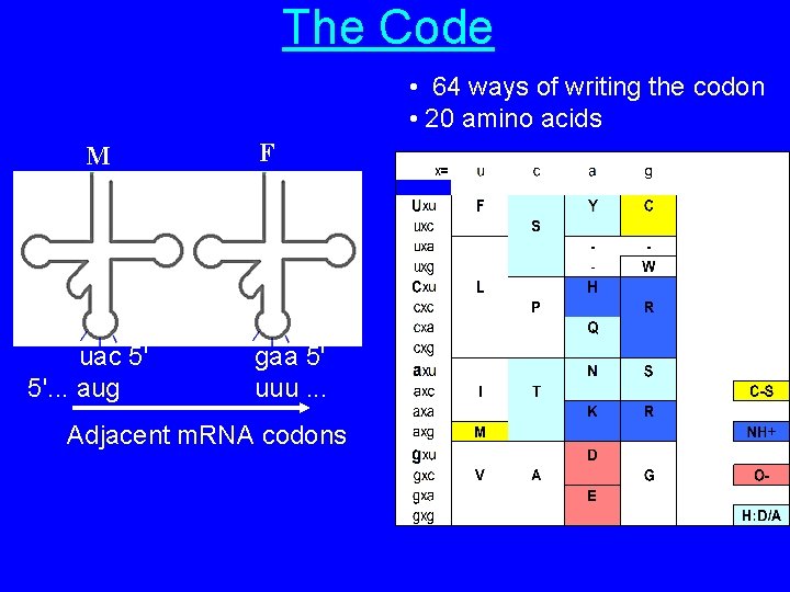 The Code • 64 ways of writing the codon • 20 amino acids M