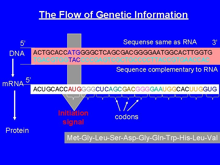 The Flow of Genetic Information 5’ DNA Sequense same as RNA 3’ ACTGCACCATGGGGCTCAGCGACGGGGAATGGCACTTGGTG TGACGTGGTACCCCGAGTCGCTGCCCCTTACCGTGAACCAC