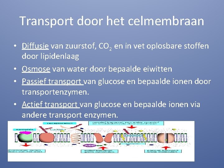 Transport door het celmembraan • Diffusie van zuurstof, CO 2 en in vet oplosbare