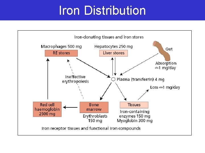 Iron Distribution 