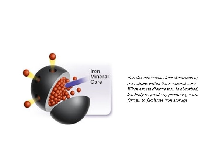 Ferritin Storage Molecule Ferritin molecules store thousands of iron atoms within their mineral core.