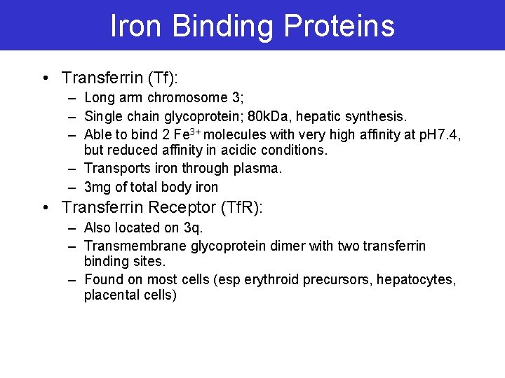 Iron Binding Proteins • Transferrin (Tf): – Long arm chromosome 3; – Single chain