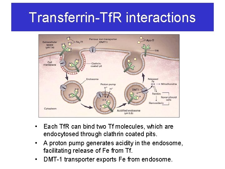 Transferrin-Tf. R interactions • Each Tf. R can bind two Tf molecules, which are