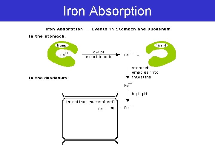 Iron Absorption 