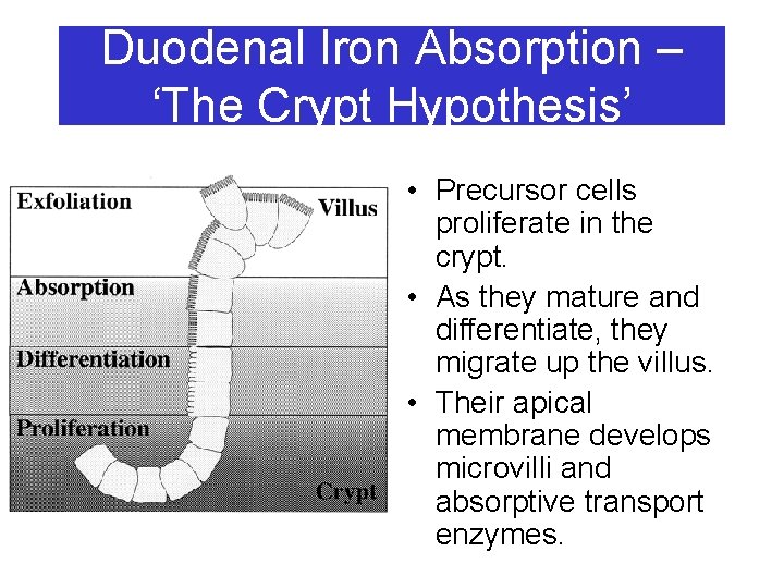 Duodenal Iron Absorption – ‘The Crypt Hypothesis’ • Precursor cells proliferate in the crypt.